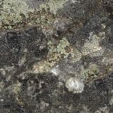 Lichen-22-Camo-thumb.jpg