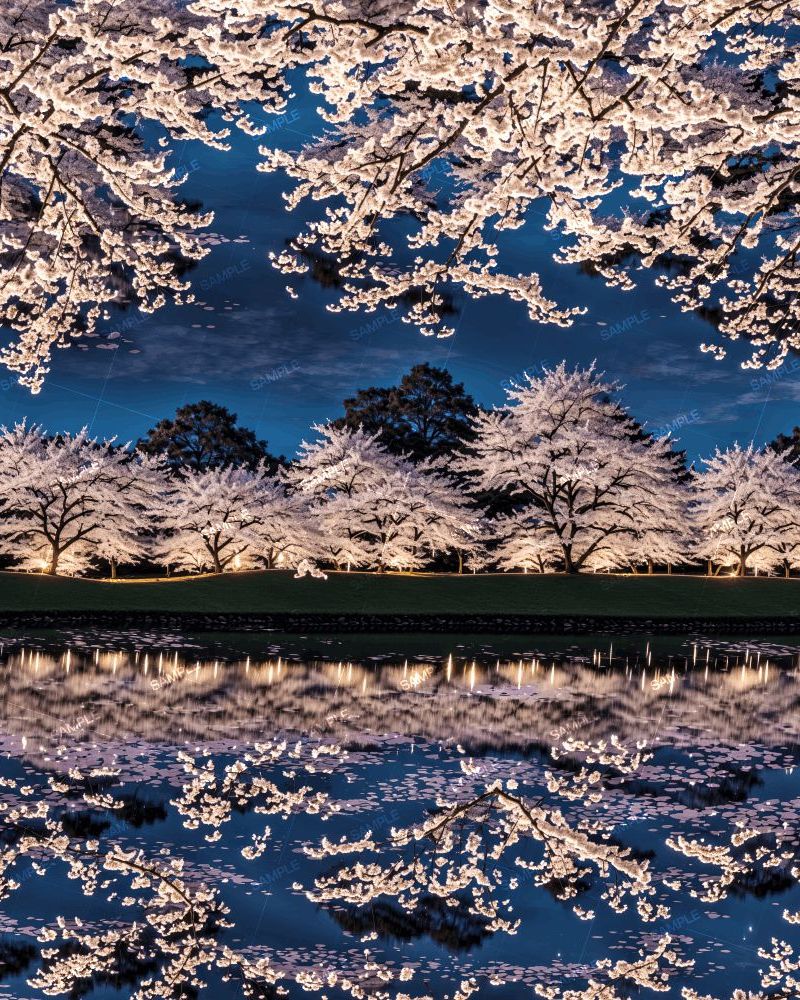 Lighted Cherry Trees on A Lake