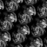 Lion-Faces-23.jpg