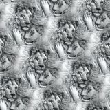 Lion-Love-23.jpg