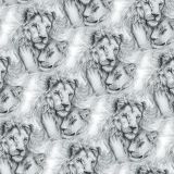 Lion-Love-24.jpg