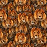 Lions-23.jpg