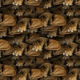Lions-24.jpg