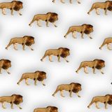Lions-25.jpg