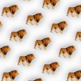 Lions-26.jpg