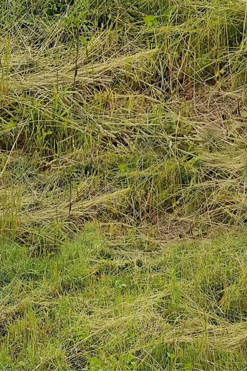 Live Straw Grass