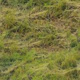 Live-Straw-Grass.jpg