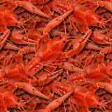 Lobster-22.jpg
