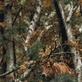 Louisiana-Camo-45.jpg