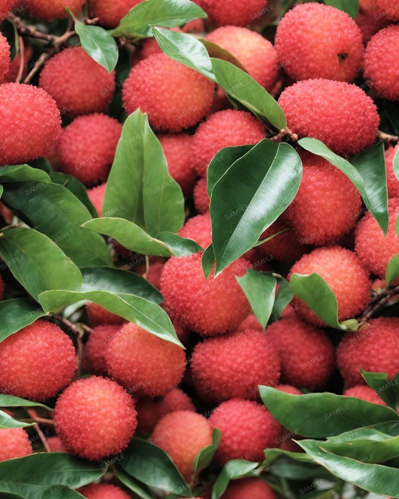 Lychee Fruit Tree 42