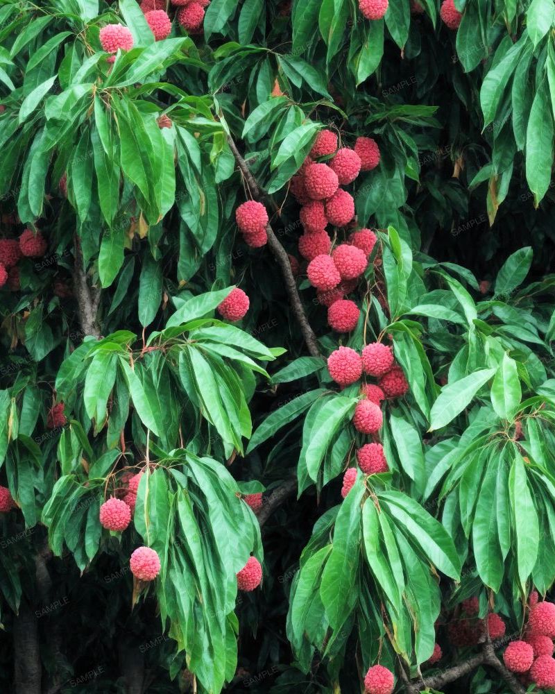 Lychee Fruit Tree 43
