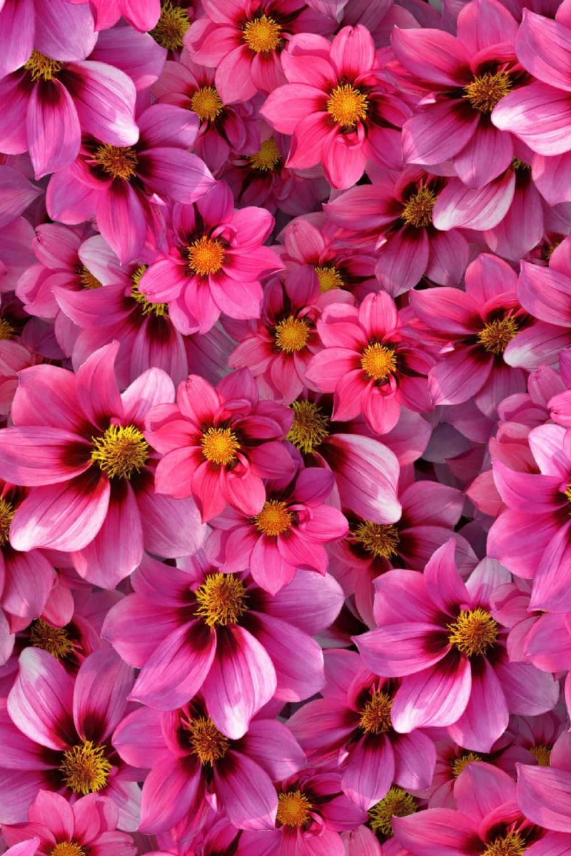 Magenta Flowers