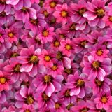 Magenta-Flowers.jpg