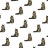 Maine-Coon-22.jpg