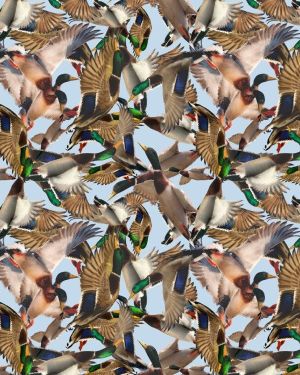 Mallard Ducks