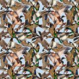 Mallard-Ducks.jpg