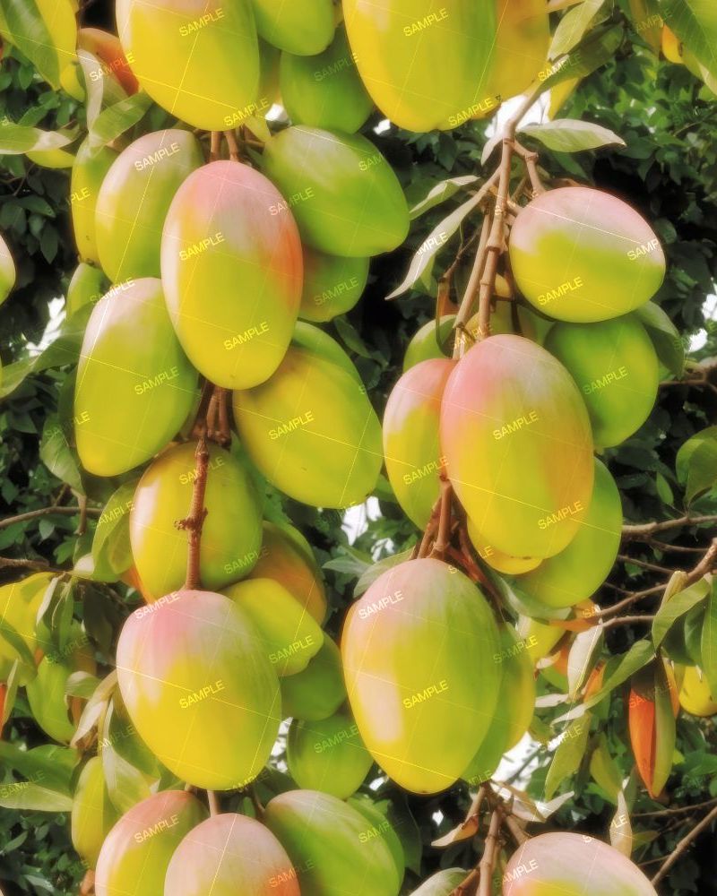 Mango Tree