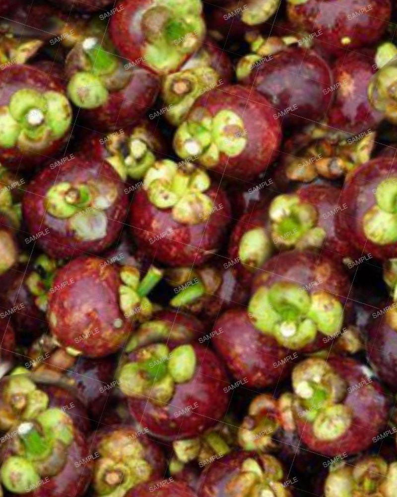 Mangosteen Fruit