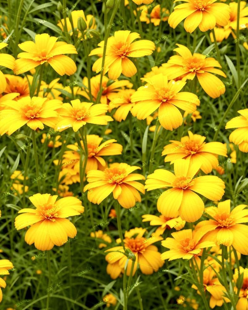Marigolds