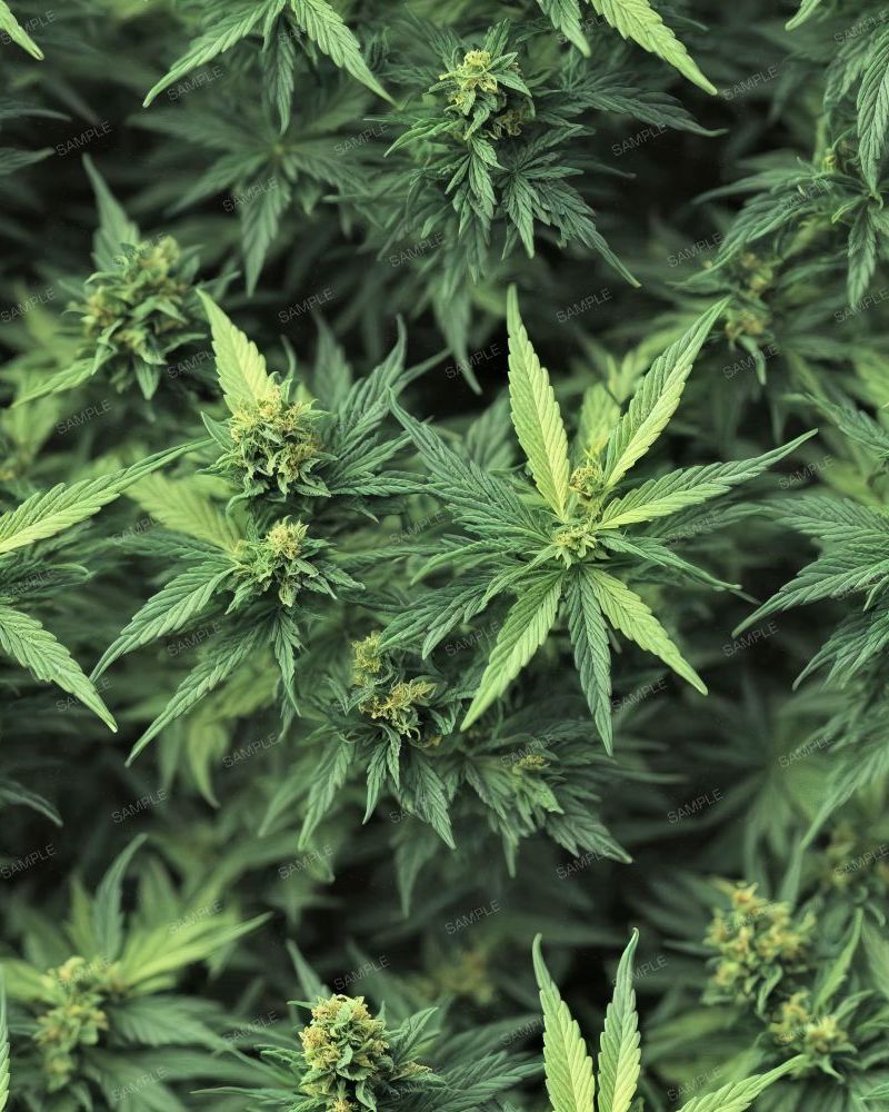 Marijuana Ganja Kush 42