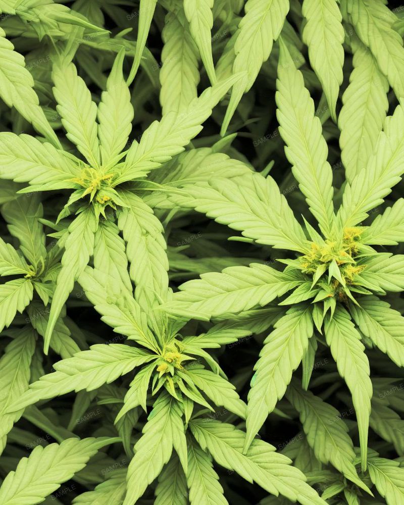 Marijuana Ganja Kush 43