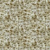 Marrow-Under-the-Microscope-23.jpg