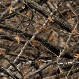 Mathews-Lost-Camo-XD.jpg