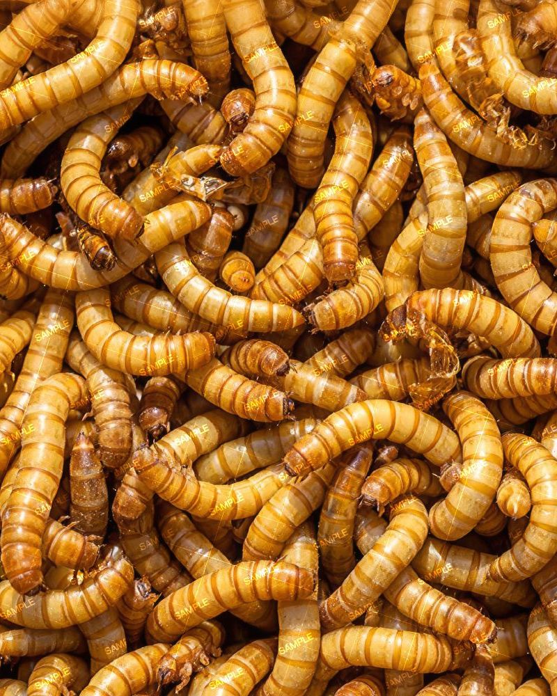 Meal Worms