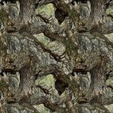Mesquite-Tree-22.jpg