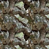 Mesquite-Tree-23.jpg
