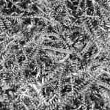 Metal-Shavings-22-thumb.jpg