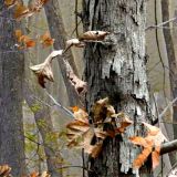 MimiChrist-Oak-Camo-22.jpg