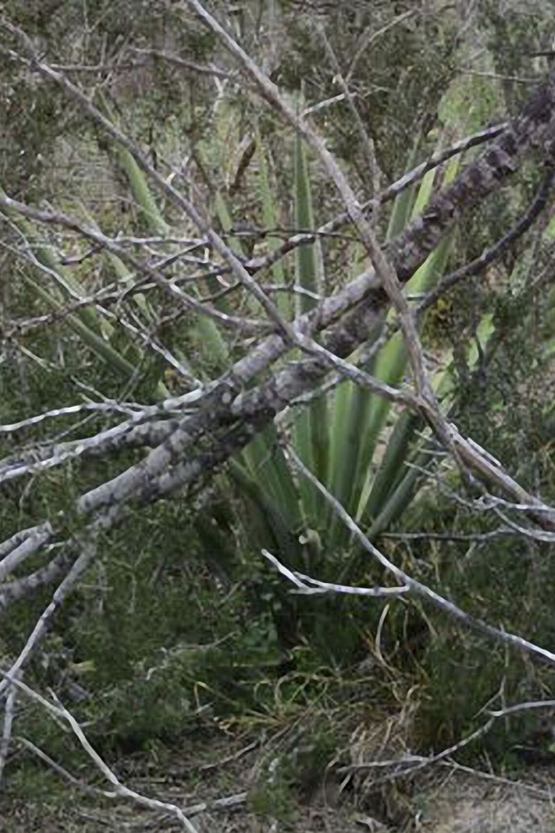 Mimichrist Yucca Camouflage