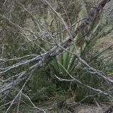 MimiChrist-Yucca-Camo1.jpg