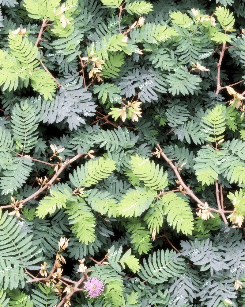 Mimosa Pudica