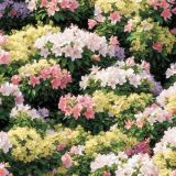 Mixed-Azeleas.jpg