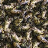 Mixed-Fish-Camo-thumb-1.jpg