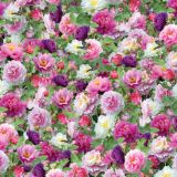 Mixed-Flowers-and-Butterflies.jpg