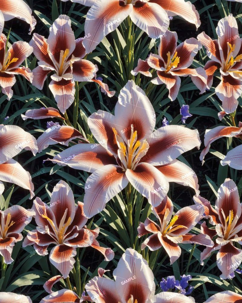 Mixed Iris Flowers 42