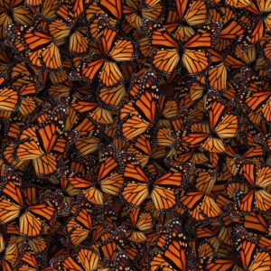 Monarch Butterflies 22