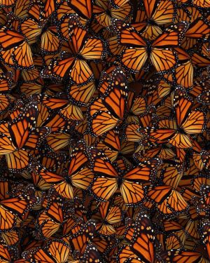 Monarch Butterflies 22
