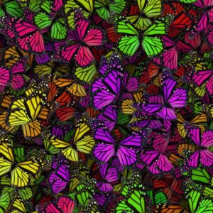 Monarch Butterflies 23