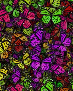 Monarch Butterflies 23