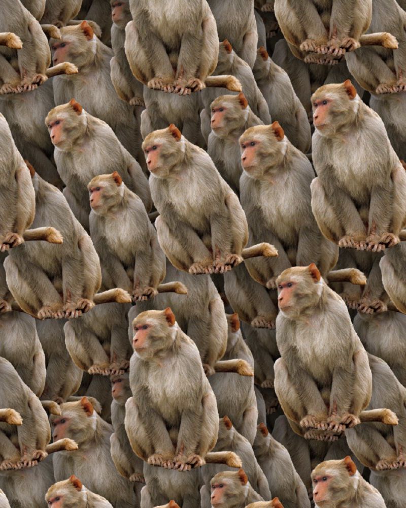 Monkey 22