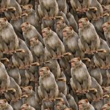 Monkey-22.jpg