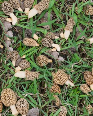 Morel Mushrooms 22