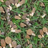 Morel-Mushrooms-22.jpg