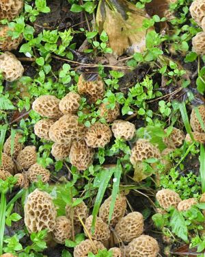 Morel Mushrooms 23