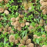 Morel-Mushrooms-23.jpg