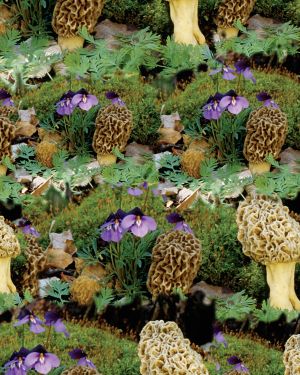 Morel Mushrooms 24